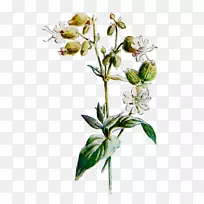 �л�ֲ�ﾥ֦����ֲ��-������