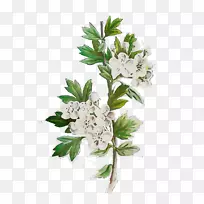 小枝切花花卉设计植物茎-空若网 小枝切花花卉设计植物茎-空若网