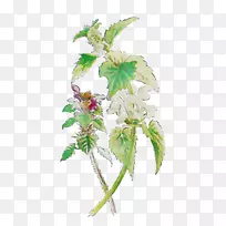 开花植物茎叶草本植物-空若网 开花植物茎叶草本植物-空若网