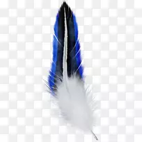 钴蓝羽毛-空若网 钴蓝羽毛-空若网