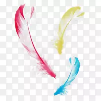 羽毛喙-空若网 羽毛喙-空若网