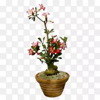 花盆盆栽植物茎灌木开花植物-空若网 花盆盆栽植物茎灌木开花植物-空若网
