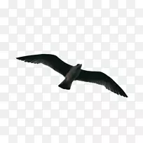 飞鸟飞鸟群剪贴画-空若网 飞鸟飞鸟群剪贴画-空若网