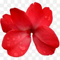 �����߻���������-�ž黨͸���ȺͰ�͸��-������