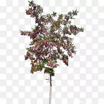 ��ľ����ֲ��õ�廨-������