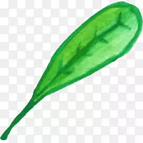 Ҷˮ�ʻ�ֲ�ﾥ-ˮ��Ҷ-������