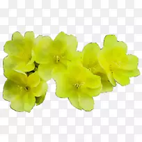 黄色草本植物开花植物-空若网 黄色草本植物开花植物-空若网