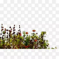 开花植物分枝天空植物-空若网 开花植物分枝天空植物-空若网