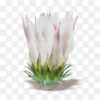 �л����ۺ�ɫ������ֲ��ݱ�ֲ��-������