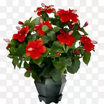 ����ֲ�ﻨ������ֲ��Naberezhnye����-������