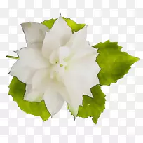 һ�����ݱ�ֲ�￪��ֲ��-������