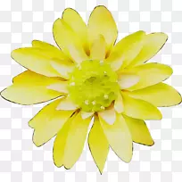 花瓣花黄切花-空若网 花瓣花黄切花-空若网