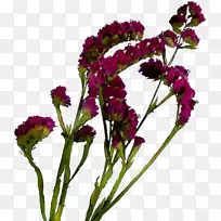 Çл¨Éè¼Æ»¨ÊøÖ²Îï-¿ÕÈôÍø Çл¨Éè¼Æ»¨ÊøÖ²Îï-¿ÕÈôÍø