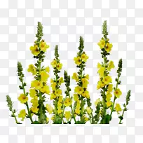 开花植物-空若网 开花植物-空若网