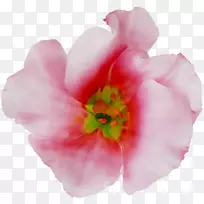 玫瑰科切花,一年生植物,草本植物-空若网 玫瑰科切花,一年生植物,草本植物-空若网