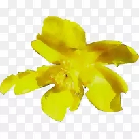 黄色开花植物-空若网 黄色开花植物-空若网