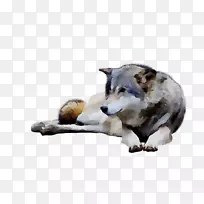 狗的鼻子毛-空若网 狗的鼻子毛-空若网