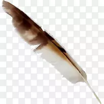 羽毛-空若网 羽毛-空若网