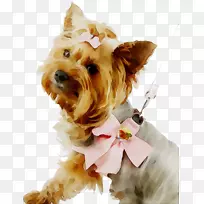 Լ�˿�С��Ȯ��С�������ﹷ��������������ʦ-������