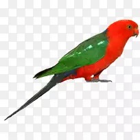 澳大利亚国王鹦鹉鸟夹艺术-鹦鹉-空若网 澳大利亚国王鹦鹉鸟夹艺术-鹦鹉-空若网