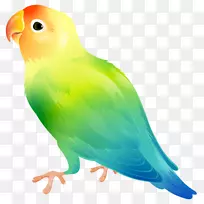 鹦鹉家养金丝雀黄领爱鸟剪贴画鹦鹉-空若网 鹦鹉家养金丝雀黄领爱鸟剪贴画鹦鹉-空若网