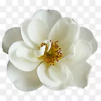 花束白玫瑰牡丹-空若网 花束白玫瑰牡丹-空若网