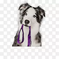 狗繁殖边境牧羊犬小狗伴狗皮带-空若网 狗繁殖边境牧羊犬小狗伴狗皮带-空若网