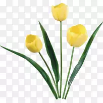 郁金香花夹艺术-郁金香-空若网 郁金香花夹艺术-郁金香-空若网