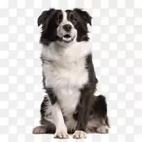 边境牧羊犬金毛猎犬-空若网 边境牧羊犬金毛猎犬-空若网