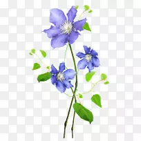 水彩画:花卉水彩画植物插图绘画-空若网 水彩画:花卉水彩画植物插图绘画-空若网