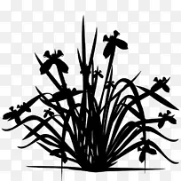 ��֦����ֲ�ﾥ������-������