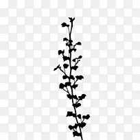 小枝植物茎开花植物叶-空若网 小枝植物茎开花植物叶-空若网