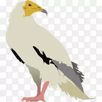 埃及秃鹫土耳其秃鹫剪贴画-空若网 埃及秃鹫土耳其秃鹫剪贴画-空若网