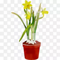 香菜兰花切花花盆室内植物-空若网 香菜兰花切花花盆室内植物-空若网