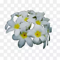 �л��ݱ�ֲ�￪��ֲ��-������