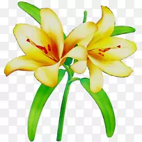 花切花黄色植物茎花瓣-空若网 花切花黄色植物茎花瓣-空若网