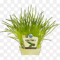 绿色植物草本植物-空若网 绿色植物草本植物-空若网