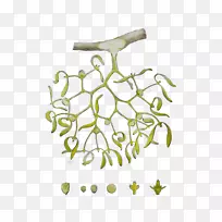 嫩枝植物茎叶花卉产品设计-空若网 嫩枝植物茎叶花卉产品设计-空若网