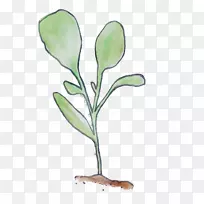 开花植物茎叶分枝-空若网 开花植物茎叶分枝-空若网