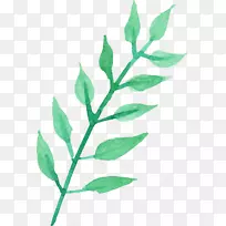 透明水彩叶植物茎枝水彩画水彩-空若网 透明水彩叶植物茎枝水彩画水彩-空若网