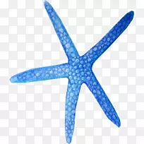 海星png图片剪辑艺术蓝色海星画-蓝色海星-空若网 海星png图片剪辑艺术蓝色海星画-蓝色海星-空若网