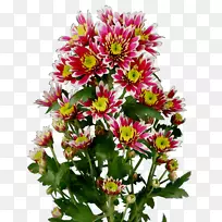 菊花切花设计师-空若网 菊花切花设计师-空若网