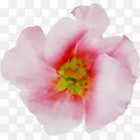 牡丹玫瑰科粉红m-空若网 牡丹玫瑰科粉红m-空若网