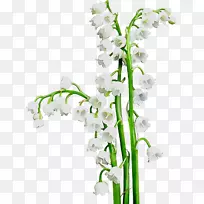 花卉设计切花花束植物茎-空若网 花卉设计切花花束植物茎-空若网