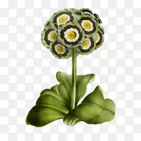 花卉设计切花花束植物茎-空若网 花卉设计切花花束植物茎-空若网