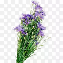 英国薰衣草花卉设计剪花一年生植物-空若网 英国薰衣草花卉设计剪花一年生植物-空若网