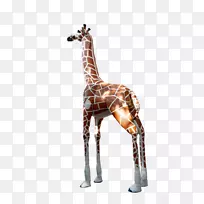长颈鹿动物脖子野生动物长颈鹿-空若网 长颈鹿动物脖子野生动物长颈鹿-空若网