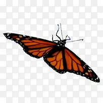 帝王蝶刷足蝶蛾蝶-空若网 帝王蝶刷足蝶蛾蝶-空若网