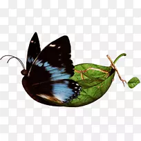 毛茸茸的蝴蝶,昆虫,帝王蝴蝶,昆虫-空若网 毛茸茸的蝴蝶,昆虫,帝王蝴蝶,昆虫-空若网