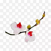 飞蛾,兰花,花蕾,植物茎-空若网 飞蛾,兰花,花蕾,植物茎-空若网